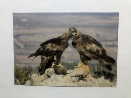 Exposición de aves de la comarca